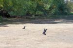 Black Stilt (himantopus Novaezelandiae) Stock Photo