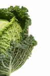 Fresh Savoy Cabbage Stock Photo