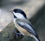 Beautiful Isolated Photo Of A Black-capped Chickadee Bird Stock Photo