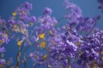 Colourful Blooming Jacaranda Tree Stock Photo