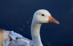 Photo Of The Snow Goose In The Water Stock Photo