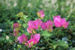 Pink Bougainvillea Flower Stock Photo