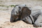 African Elephant (loxodonta) Stock Photo