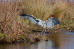 Grey Heron (ardea Cinerea) At The Water's Edge Stock Photo