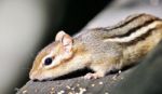 Beautiful Isolated Photo Of A Cute Chipmunk On The Hedge Stock Photo