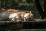 Barbary Lion (panthera Leo Leo) Stock Photo