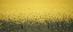 Field Of Canola Plants Stock Photo