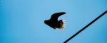 Dove Fly From The Wires Cable Stock Photo