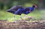 Pukeko Stock Photo