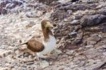 Juvenile Nazca Booby In Galapagos Stock Photo