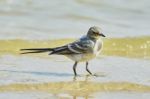 Sand Martins Stock Photo