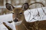 Beautiful Isolated Photo Of A Wild Deer In The Snowy Forest Stock Photo