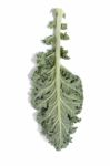 Curly Leaf Kale Stock Photo