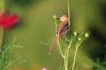 Birds In Nature Stock Photo