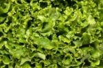 Fresh Lettuce Texture Stock Photo