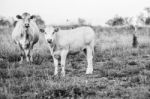 Country Cows Stock Photo