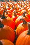 Pumpkins On Pumpkin Patch Stock Photo