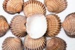 Several Clam Shells Isolated Stock Photo