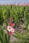 Gladiolus Farming Stock Photo