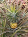 Pineapple  Stock Photo