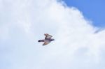 Pigeon Flies In The Blue Sky In A Sunny Day Stock Photo