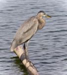 Photo Of A Great Blue Heron Watching Somewhere Stock Photo