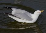 The Gull With The Crazy Sight Is Drinking The Water Stock Photo