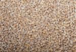 Organic Barley Grains Stock Photo