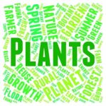 Plants Word Representing Flora Verdure And Foilage Stock Photo