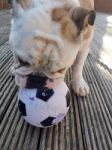 British Bulldog Chewing On A Football Stock Photo