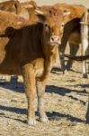 Brown Cows Stock Photo