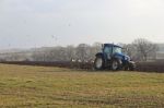 Seagulls Following Plough Stock Photo