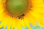 Bee On Sunflowers Stock Photo