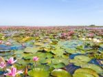 Red Lotus Field Lake In Harn Kumphawapi,udonthani,thailand Stock Photo