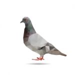 Pigeon Stock Photo