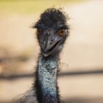 Emu In The Outdoors During The Day Stock Photo