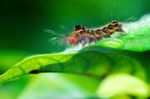 Closeup Caterpillar On A Green Leaf Stock Photo