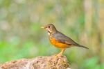 Black-breasted Thrush Bird Stock Photo