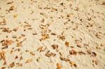 Leaves On The Beach Stock Photo