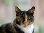 Close-up Of Head And Shoulders Of A Tortoiseshell Female Cat Stock Photo