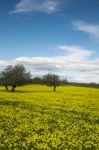 Almond Orchard In A Field Of Yellow Flowers Stock Photo