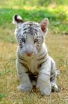 Baby White Tiger Stock Photo