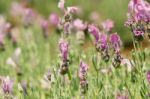 Spring Field Of Lavender Flowers In The Summer Stock Photo