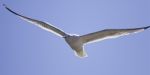 Beautiful Isolated Photo Of A Gull In The Sky Stock Photo