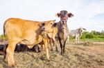 Domestic Cattle In Rural Farm Field Stock Photo