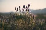 Beautiful Deep Purple Lavender Plants In Nature Stock Photo