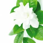 Gardenia Stock Photo