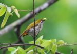 Yellow Vented Flowerpecker Stock Photo