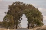 Tunnel Of Trees Stock Photo