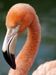 Flamingo Stock Photo